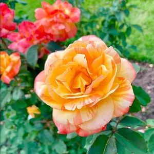 Meet your Posher, Tracy